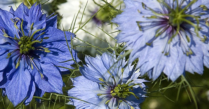 Zakaj uživati olje črne kumine?