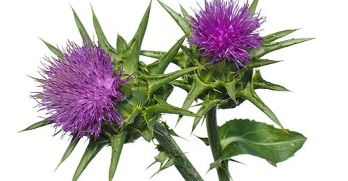 Pegasti badelj uspešen v boju proti boleznim jeter in razstrupljanju telesa