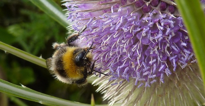 Vse, kar morate vedeti o divji ščetici