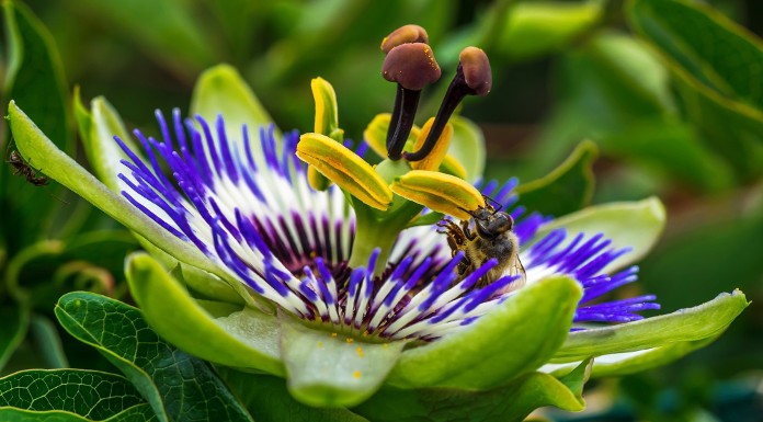 Z zdravilno pasijonko nad zdravstvene težave