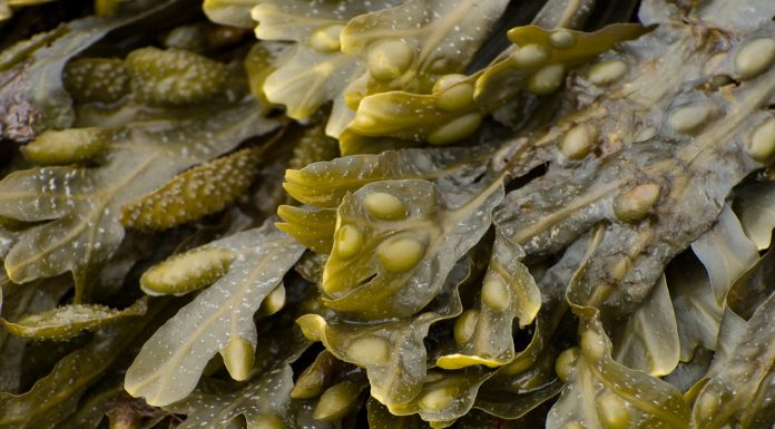 Spoznajte zdravilno fucus algo